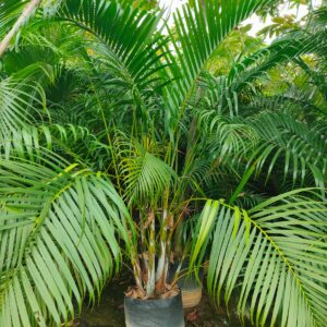 Areca palm