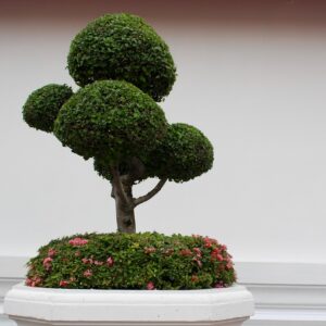 bonsai, tree, sapling, green, nature, leaves, grow, potted plant, bonsai tree, sensitive, growth