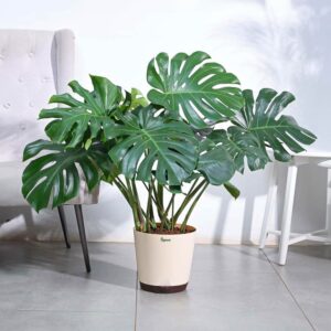 Monstera