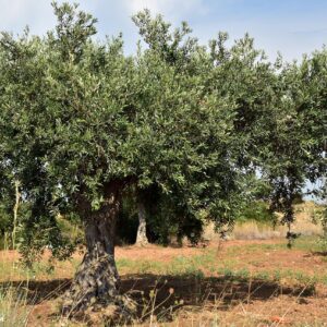 Olives
