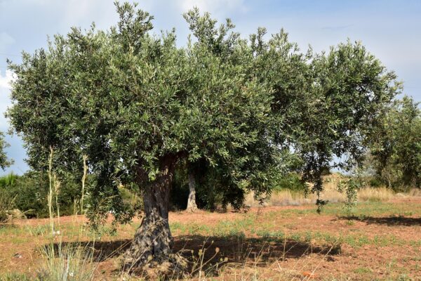 Olives