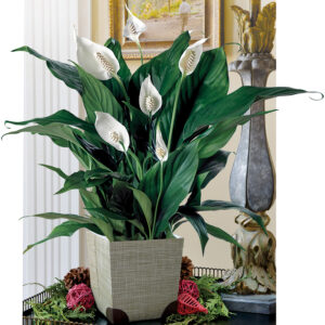Peace lilly