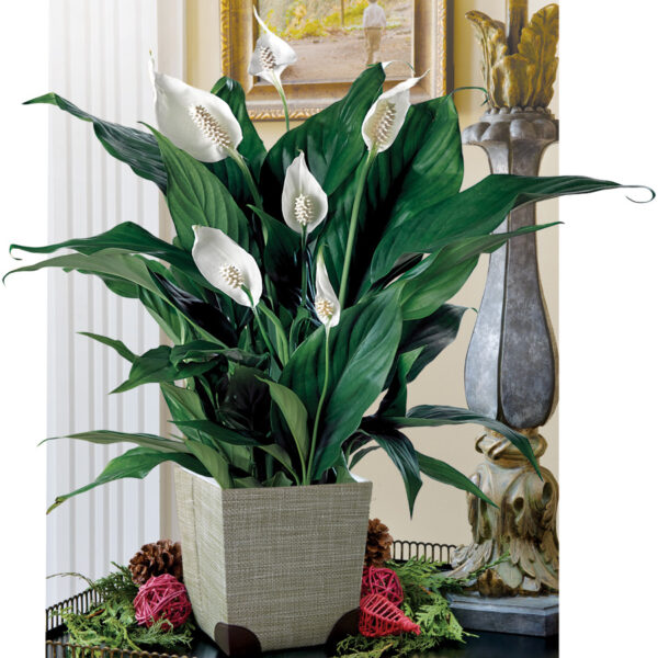 Peace lilly
