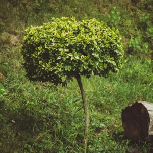 A vibrant boxwood tree growing in a lush, green park in Chișinău, Moldova.