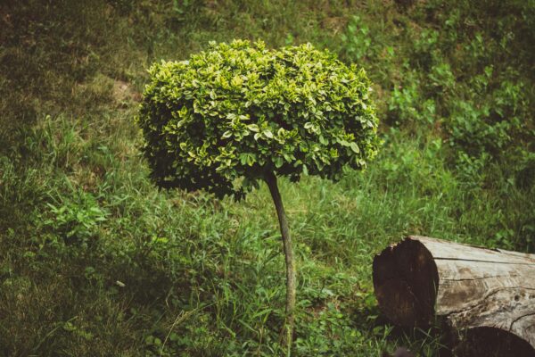 A vibrant boxwood tree growing in a lush, green park in Chișinău, Moldova.