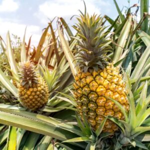 Pineapple