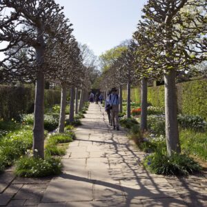 Avenue plant
