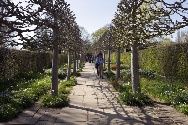 Avenue plant